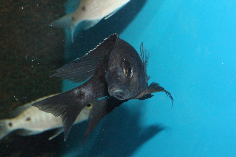 Copadichromis melas 'Mala Point'